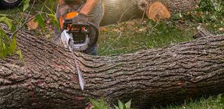 Best Tree Cabling and Bracing  in Beresford, SD