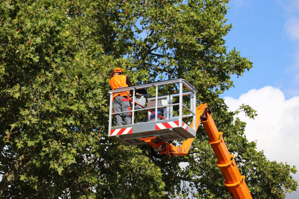 Best Arborist Consultation Services  in Beresford, SD