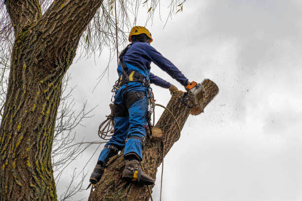 Lawn Pest Prevention in Beresford, SD