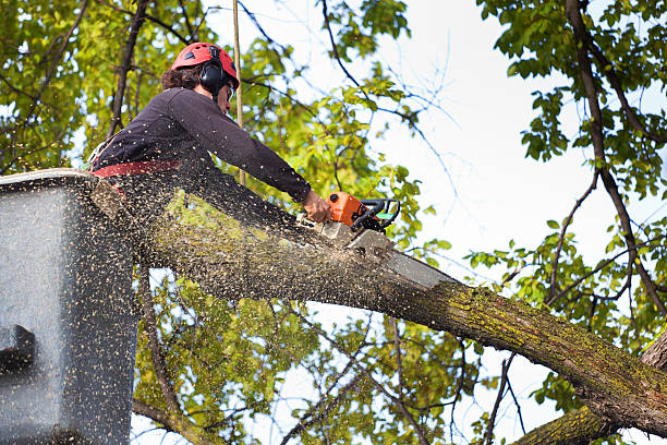 Best Tree Maintenance Programs  in Beresford, SD